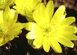 Perennials Adonis Amurensis Amur Adonis